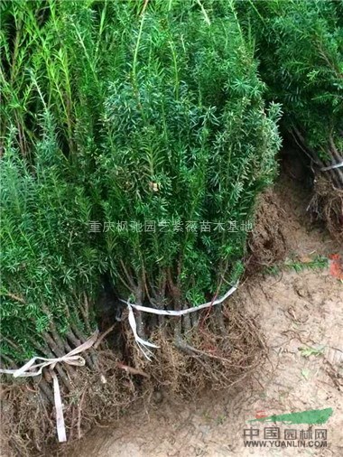 紅火箭紫薇小苗，南方紅豆杉小苗，曼地亞紅豆杉小苗