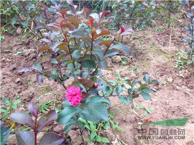 美國紅火箭紫薇小苗，美國紅火球紫薇小苗，美國紅葉紫薇小苗