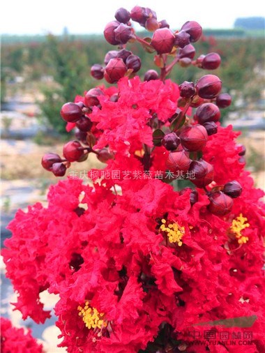 美國紅火箭紫薇小苗，美國紅火球紫薇小苗，美國紅葉紫薇小苗