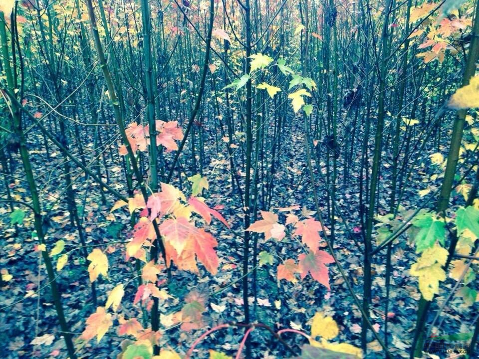 美國(guó)紅楓