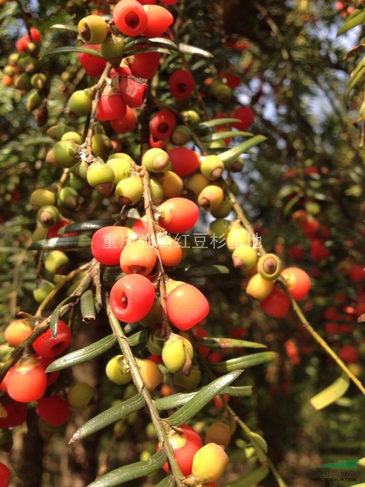 曼地亞紅豆杉苗基地直銷@