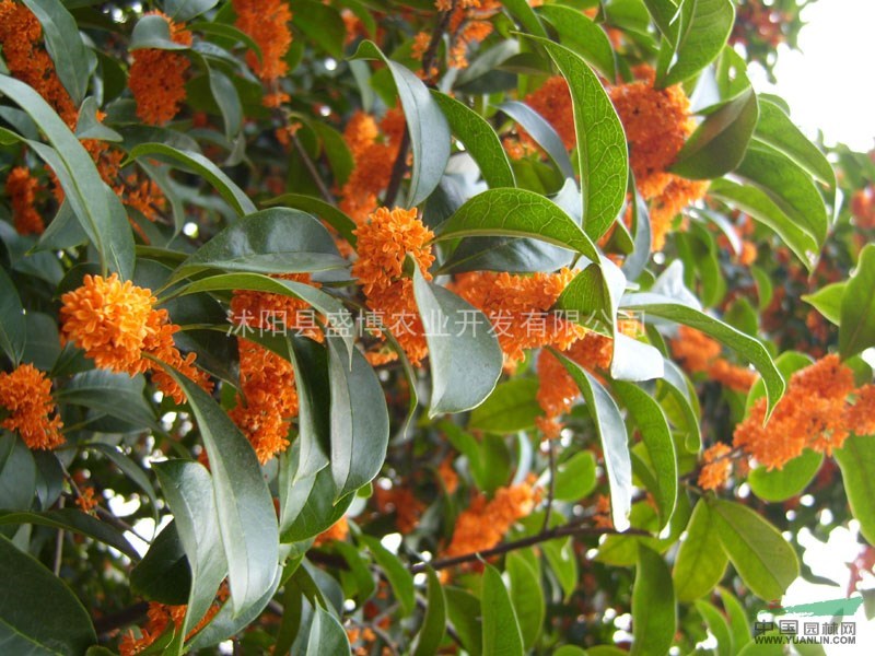 金桂價格 桂花樹價格 金桂花價格