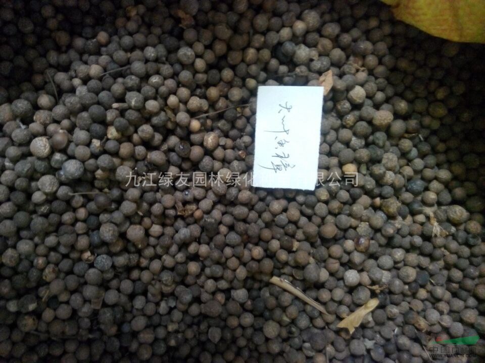 優(yōu)品“大葉香樟”//價格優(yōu)廉/高成活率/現(xiàn)貨供應(yīng)/全國出售