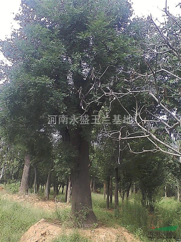 大量出售辛夷種子、玉蘭種子、五角楓種子