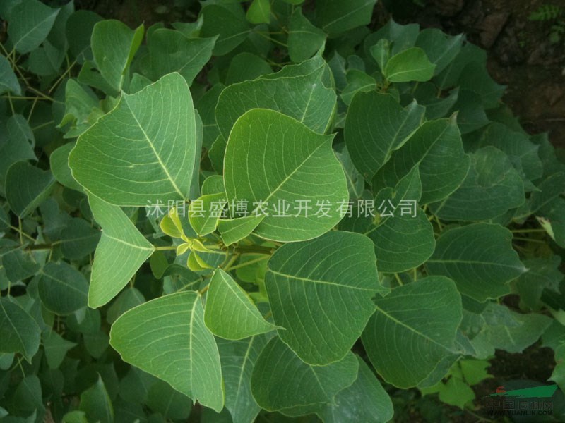 烏桕 烏桕價格 2015年烏桕價格行情