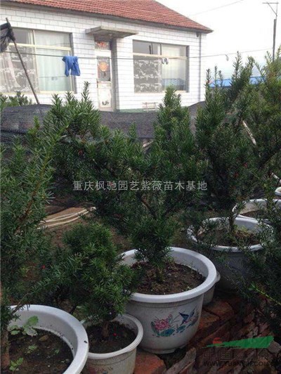 曼地亞紅豆杉小苗批發(fā),南方紅豆杉小苗批發(fā)，紅豆杉小苗