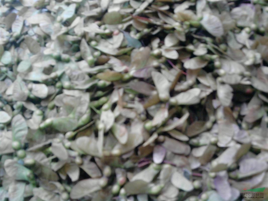 雞爪槭小苗價(jià)格，九江雞爪槭價(jià)格，江西雞爪槭報(bào)價(jià)。雞爪槭苗批發(fā)