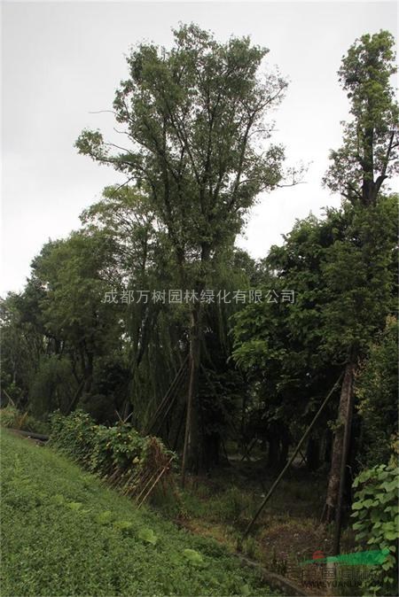 皂角 供應(yīng)皂角樹 成都皂莢 皂莢照片 皂角工程苗