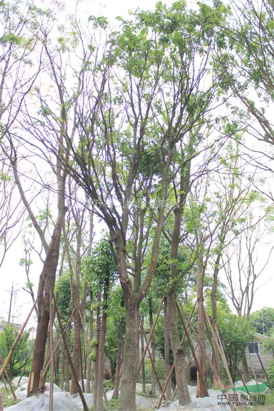 皂角 供應(yīng)皂角樹 成都皂莢 皂莢照片 皂角工程苗