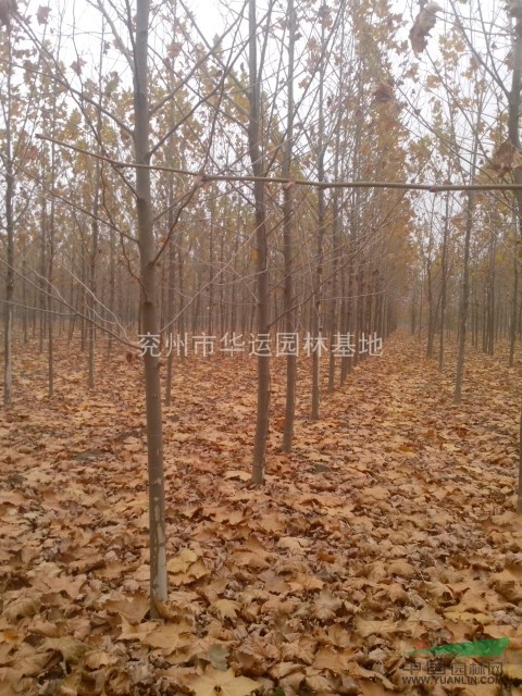 北欒，法桐，國槐，白蠟