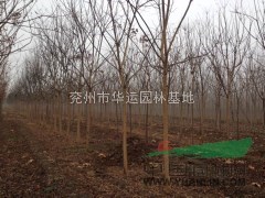 北欒，法桐，國槐，白蠟