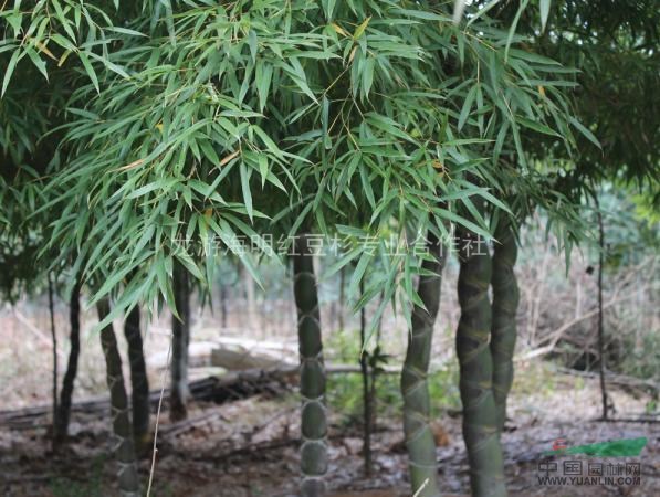 龜甲竹，浙江龜甲竹