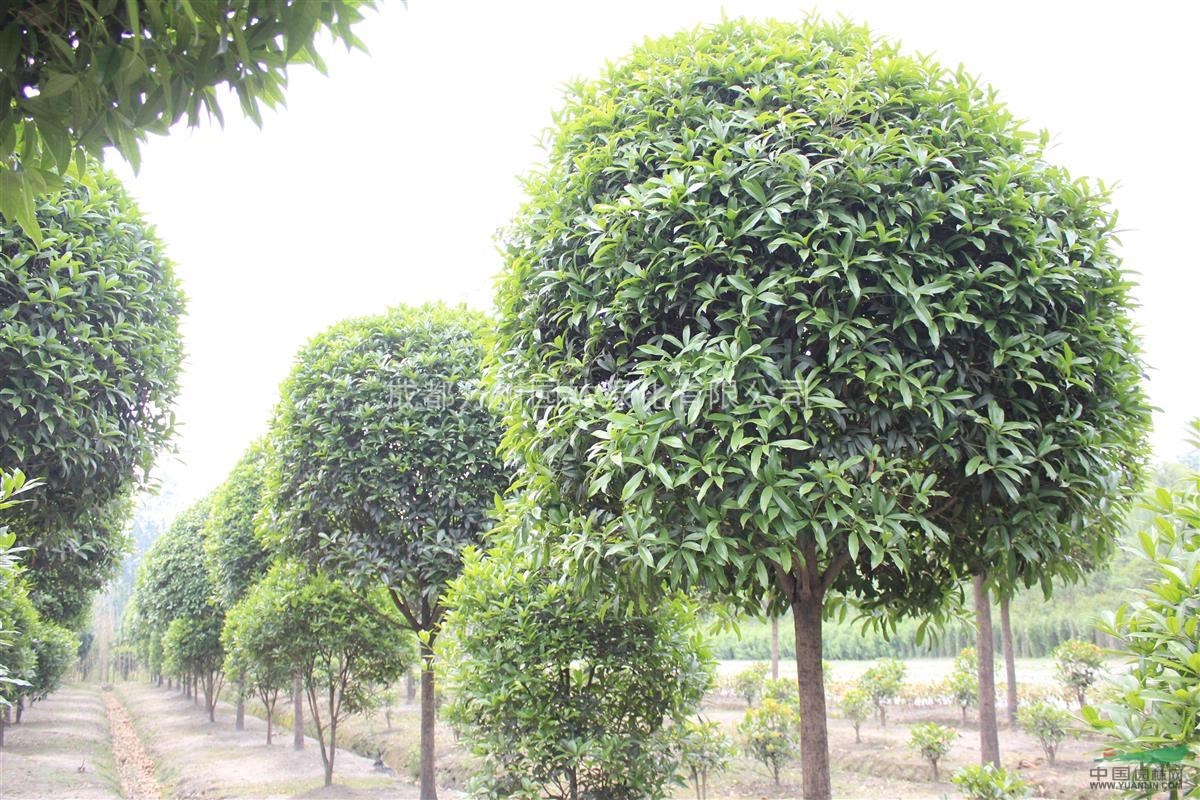 桂花  供應(yīng)桂花 成都桂花樹 桂花樹精品