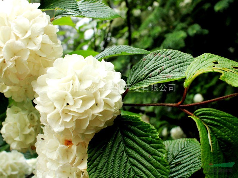 木繡球 木繡球小苗價格 2015年木繡球小苗價格行情