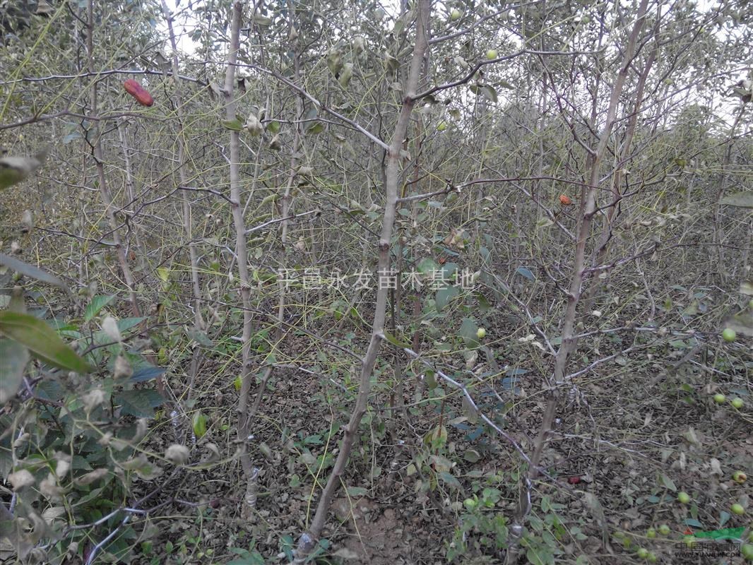 冬棗苗脆棗苗冬棗苗價(jià)格臨沂冬棗苗