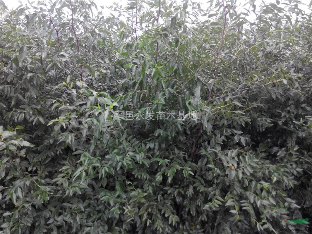 冬棗苗脆棗苗冬棗苗價(jià)格臨沂冬棗苗
