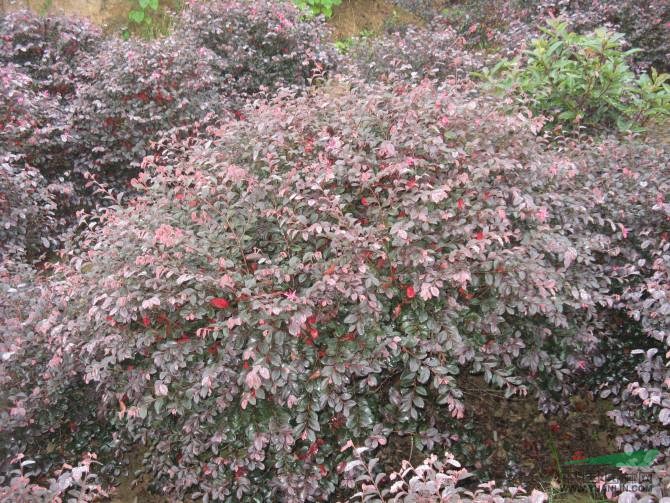 紅花繼木