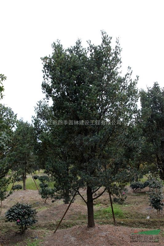 羅漢松，羅漢松供應(yīng)，羅漢松價格，2014年羅漢松圖片