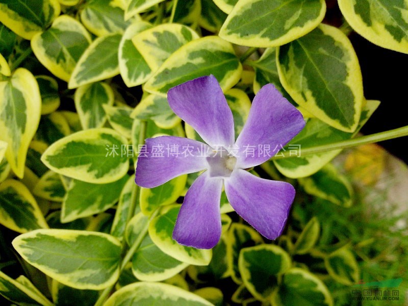 長(zhǎng)春蔓 長(zhǎng)春蔓價(jià)格 2015年長(zhǎng)春蔓價(jià)格行情分析
