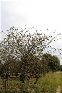 垂絲海棠，2014年垂絲海棠價(jià)格，垂絲海棠供應(yīng)，垂絲海棠圖片