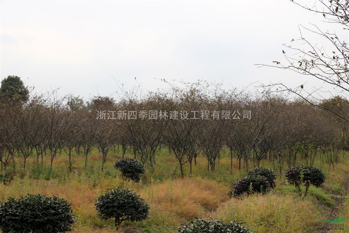 垂絲海棠，垂絲海棠價格，2014年垂絲海棠供應(yīng)，垂絲海棠圖片
