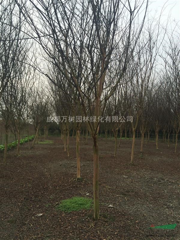 紫薇 供應(yīng)紫薇 紅花紫薇樹  紫薇價格  紫薇行道樹