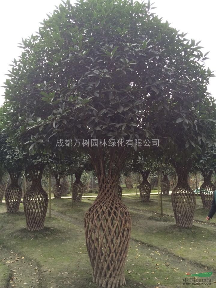 桂花樹 供應(yīng)桂花樹 造型桂花樹 桂花花瓶