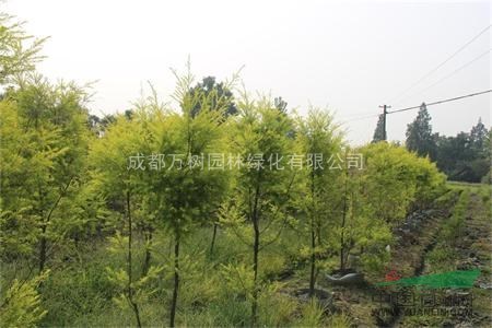 千層金 供應(yīng)千層金 成都千層金 千層金照片