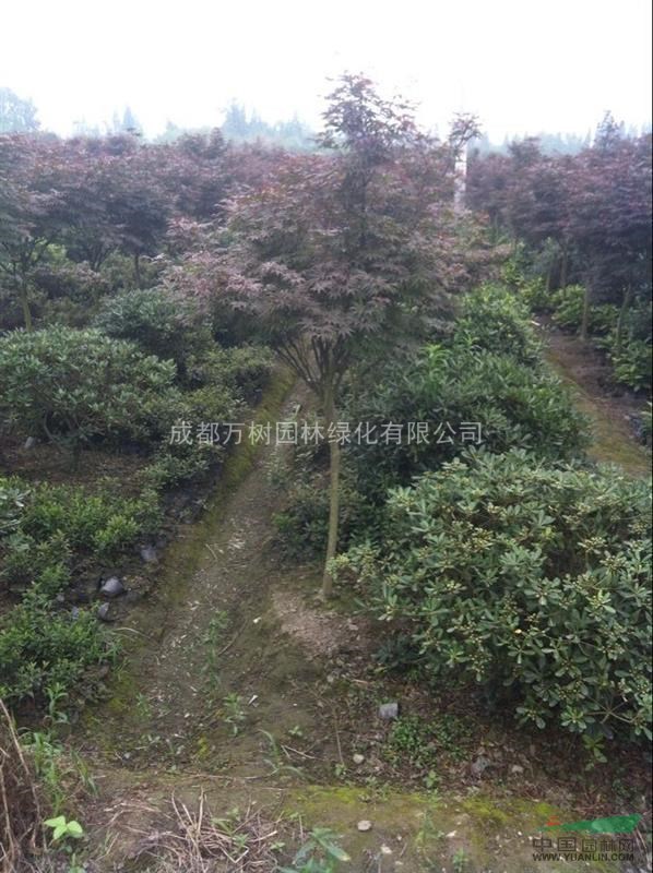 紅楓 供應(yīng)紅楓 成都紅楓價(jià)格 紅楓工程苗