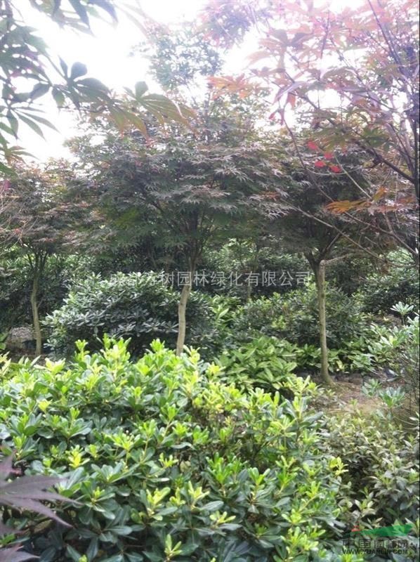 紅楓 供應(yīng)紅楓 成都紅楓價(jià)格 紅楓工程苗