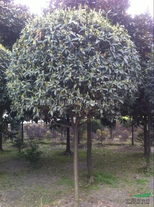 桂花樹(shù) 供應(yīng)桂花樹(shù) 成都高桿桂花樹(shù) 桂花好樹(shù)形 萬(wàn)樹(shù)園林售