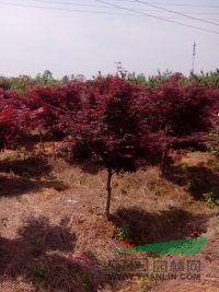 九江林木供应红枫3—5公分苗