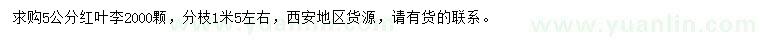 求購5公分紅葉李
