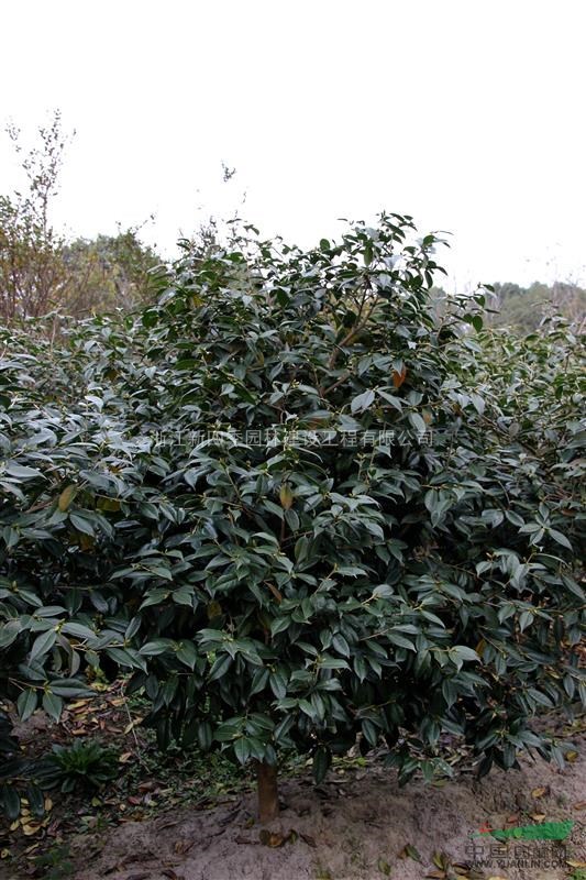 美人茶，美人茶供應(yīng)，美人茶圖片，2014年供應(yīng)美人茶價(jià)格