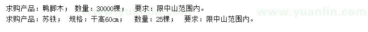 求購(gòu)鴨腳木、高60公分蘇鐵