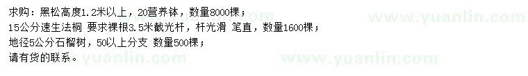 求購黑松、速生法桐、石榴樹