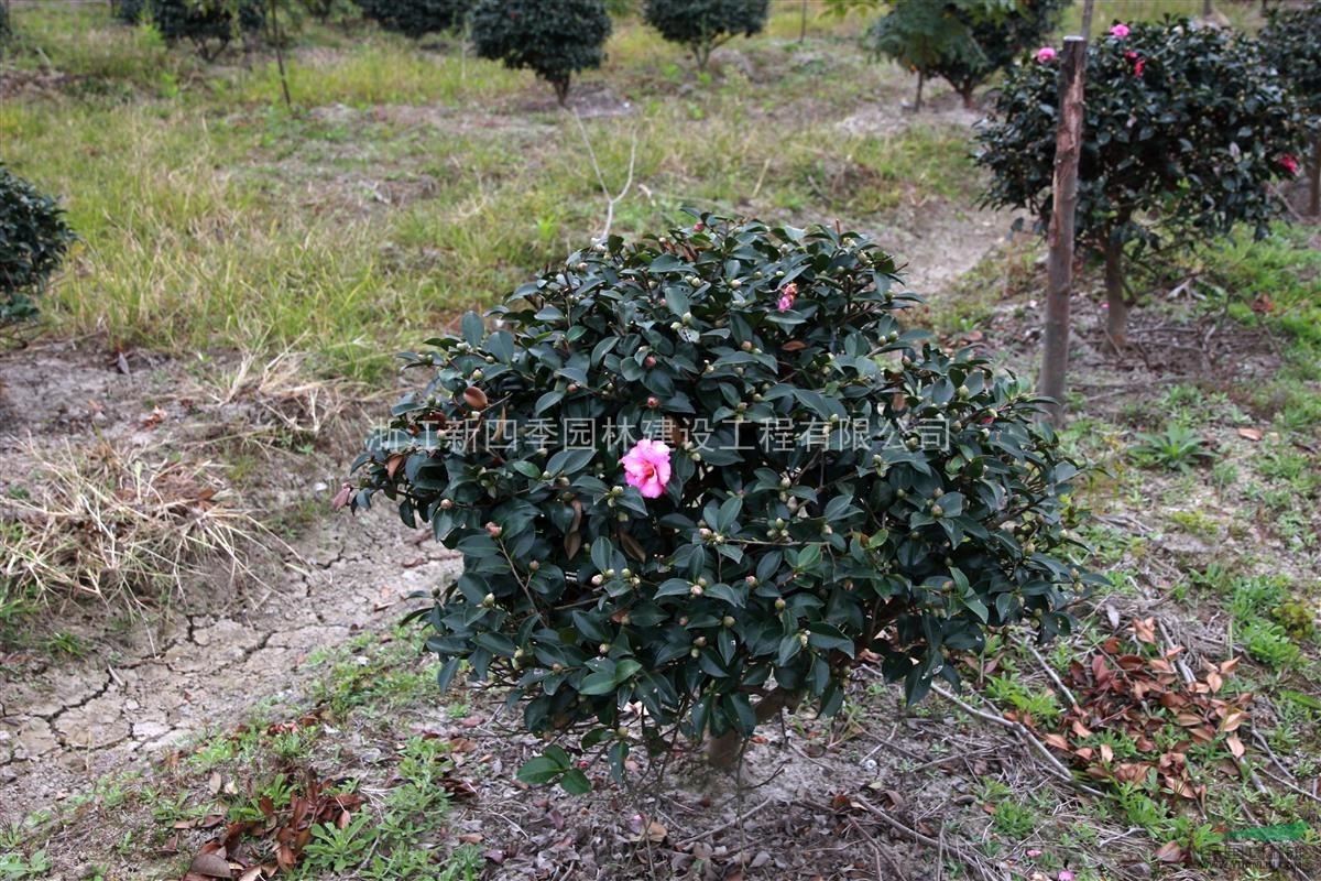 茶梅，浙江茶梅供應(yīng)，茶梅價格，茶梅圖片，P100cm茶梅價格