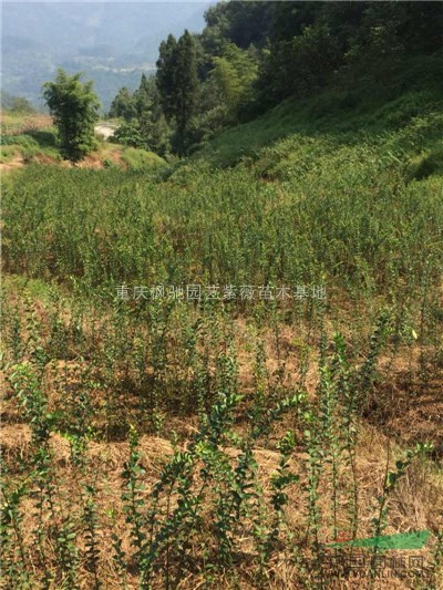 重慶江津紅火箭紫薇小苗