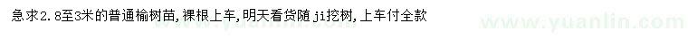 求購2.8-3米榆樹