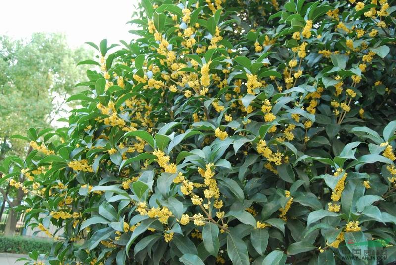 桂花樹價(jià)格報(bào)價(jià)明細(xì)