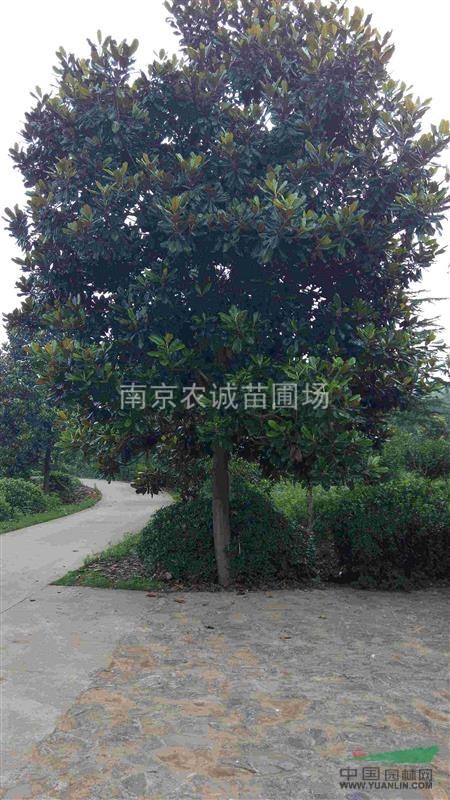 18公分廣玉蘭，18公分廣玉蘭價格，20公分廣玉蘭價格