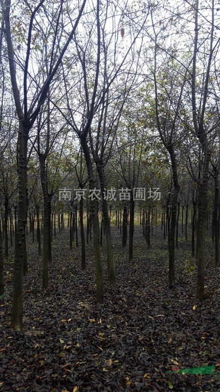 樸樹苗圃價格，南京樸樹價格，滁州樸樹價格