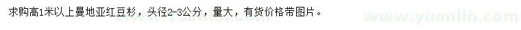 求購高1米以上曼地亞紅豆杉