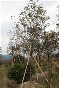 櫸樹，櫸樹圖片，櫸樹供應(yīng)，2014年櫸樹價格，櫸樹特性