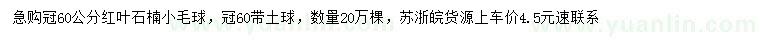 求購60公分紅葉石楠小毛球