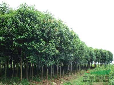 肥西大葉女貞苗圃，安徽肥西大葉女貞介紹