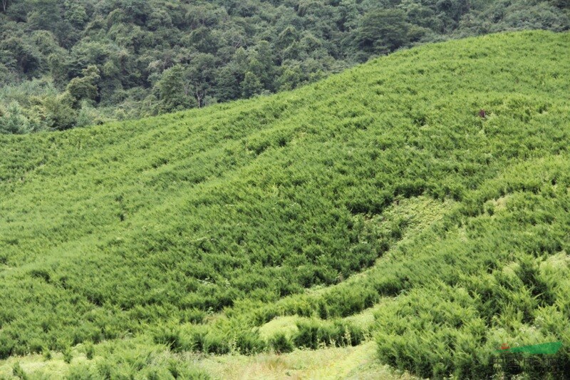 慢地亞紅豆杉苗..特價(jià)供應(yīng)