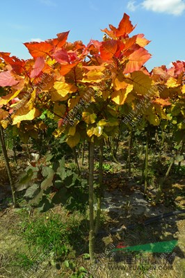  河南長(zhǎng)葛“紅霞楊”（紅黃楊丹紅楊黃金楊）