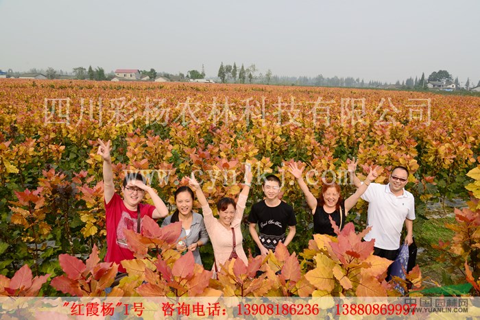 河北荊州“紅霞楊”（全紅楊彩葉植物）        