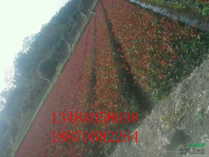 紅葉石楠球 紅葉石楠球價格
